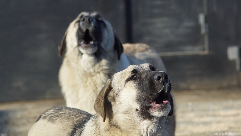 Do Dogs Detect When a Person Is Nearing Death?