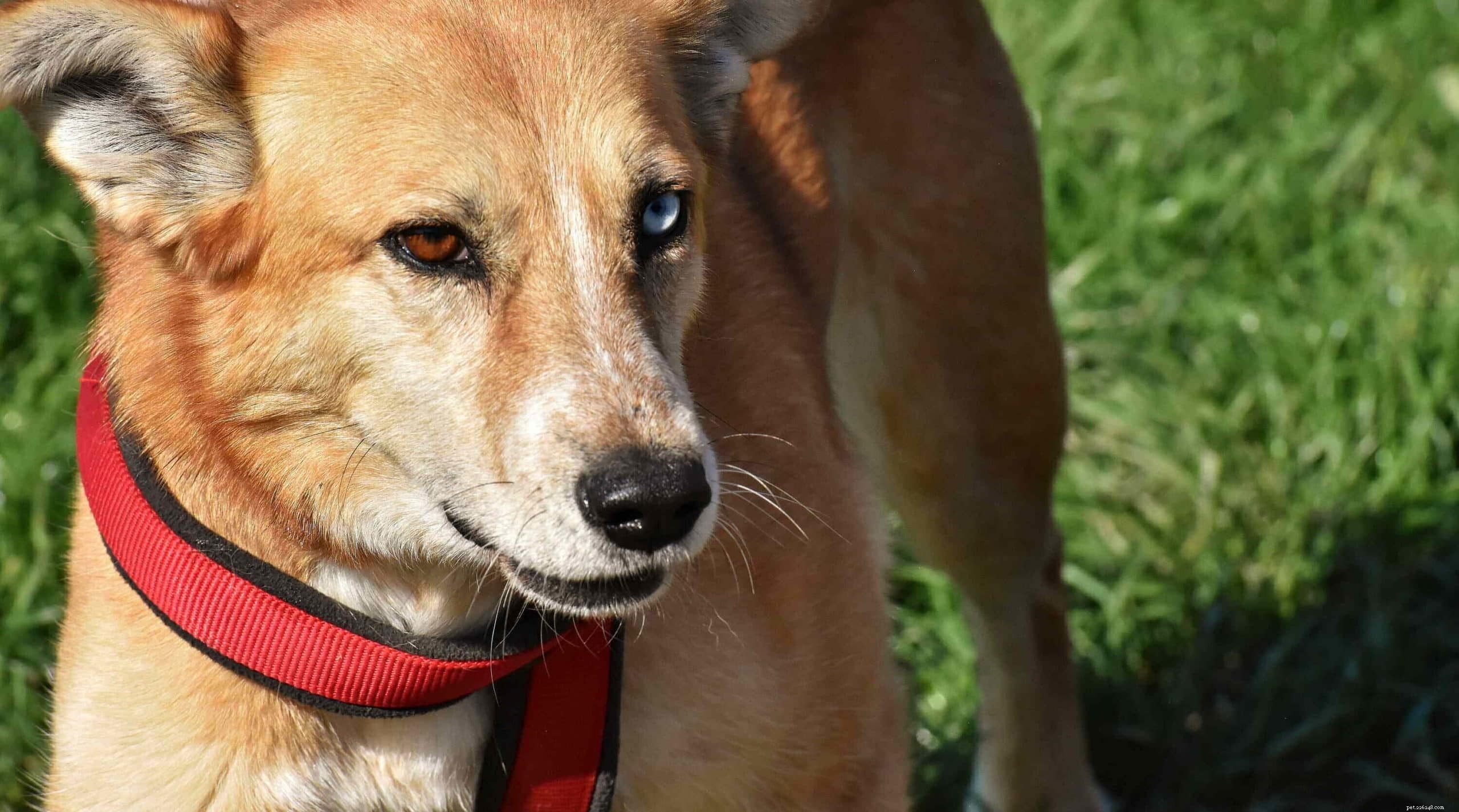 Do Dogs Truly Sense Time? Uncovering the Science Behind Their Daily Routines