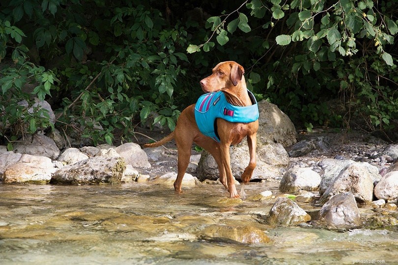 10 Key Service Dog Statistics for 2022