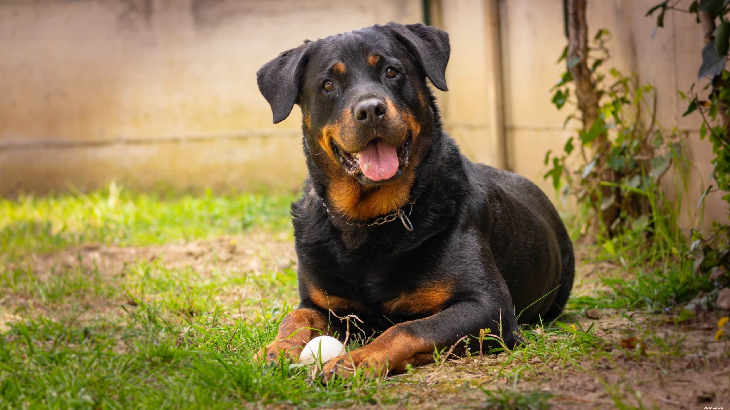 Are Dogs  Mouths Truly Cleaner Than Humans? Debunking the Myth