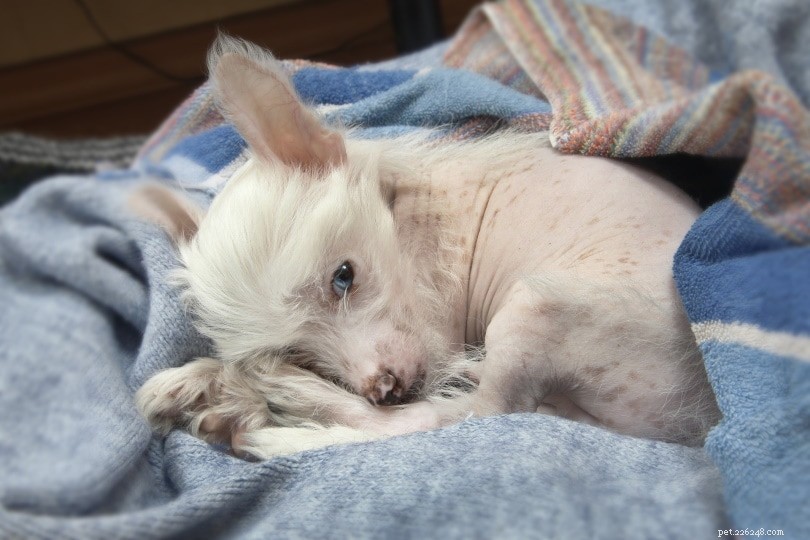 Top 10 UK Dog Statistics Every Pet Owner Needs to Know (2022)