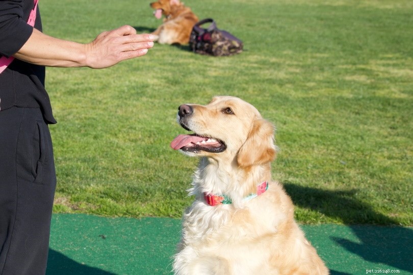 Top 10 UK Dog Statistics Every Pet Owner Needs to Know (2022)