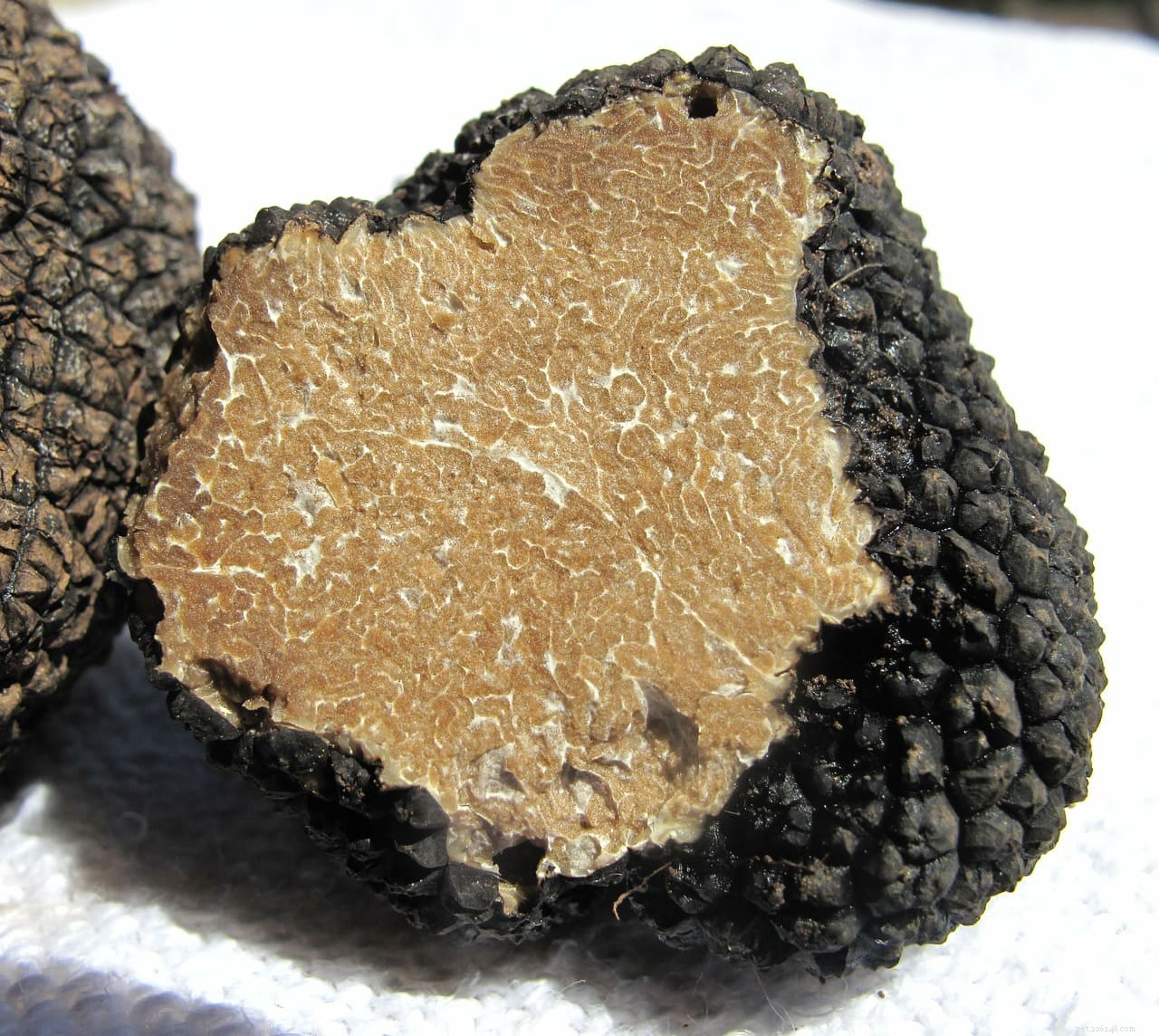 Dogs vs. Pigs: Choosing the Best Truffle Hunter Today