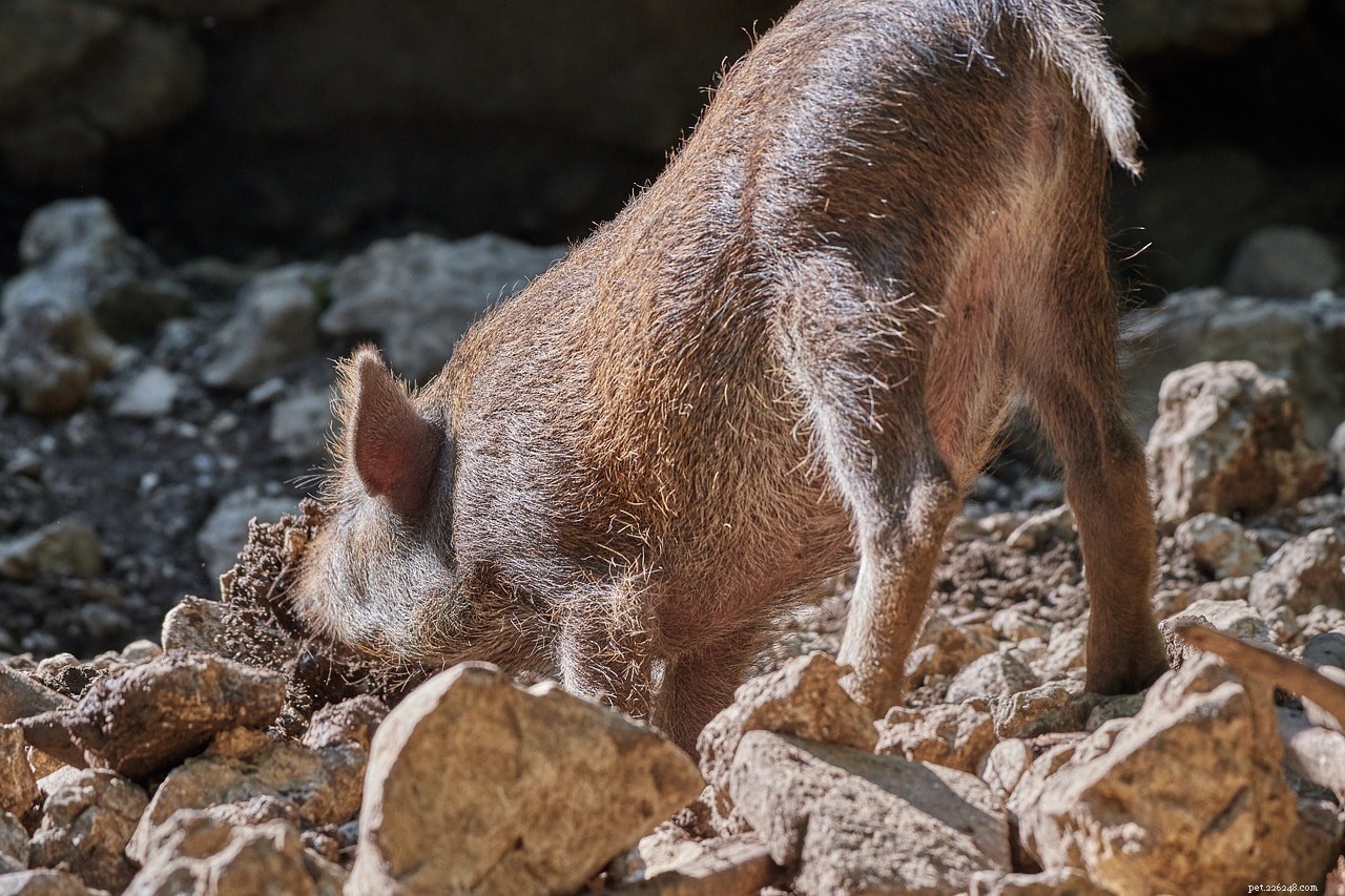 Dogs vs. Pigs: Choosing the Best Truffle Hunter Today