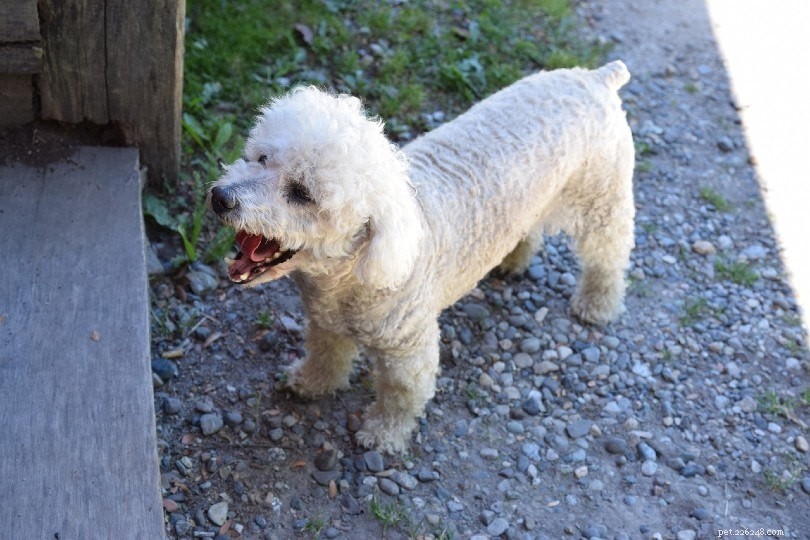 Dog Coughing: 6 Key Causes & When to Seek Veterinary Care