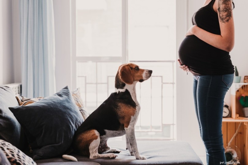 Do Dogs Detect Pregnancy? Scientific Insights