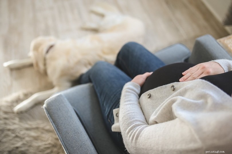 Do Dogs Detect Pregnancy? Scientific Insights