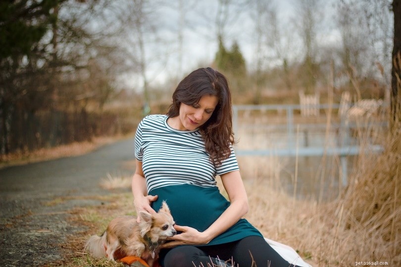 Do Dogs Detect Pregnancy? Scientific Insights