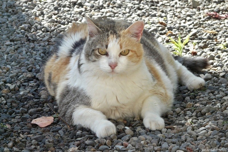UK Pet Obesity in 2022: 12 Key Statistics & Facts for Dogs, Cats & More