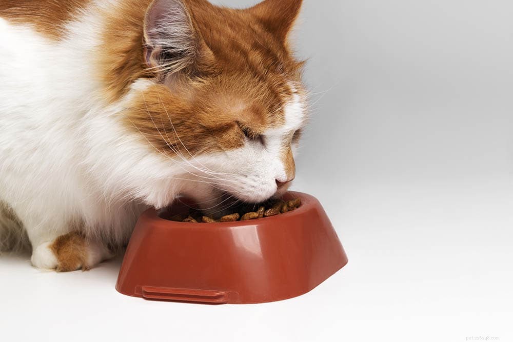 UK Pet Obesity in 2022: 12 Key Statistics & Facts for Dogs, Cats & More