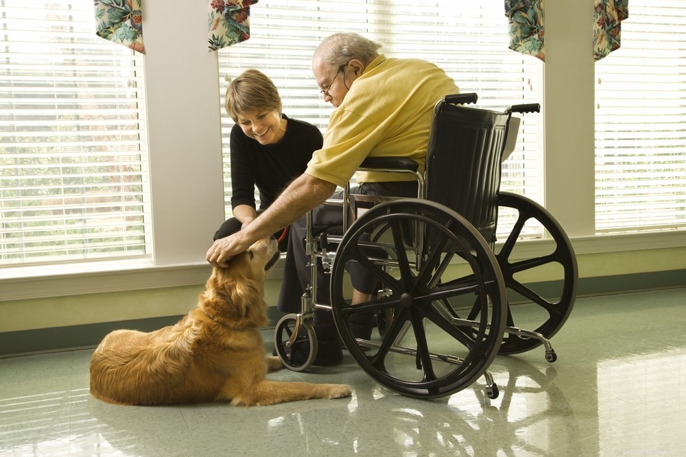 10 Key Canadian Service Dog & Pet Therapy Stats for 2022: Insights & Impact