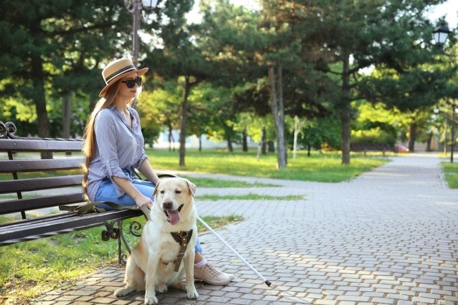 10 Key Canadian Service Dog & Pet Therapy Stats for 2022: Insights & Impact