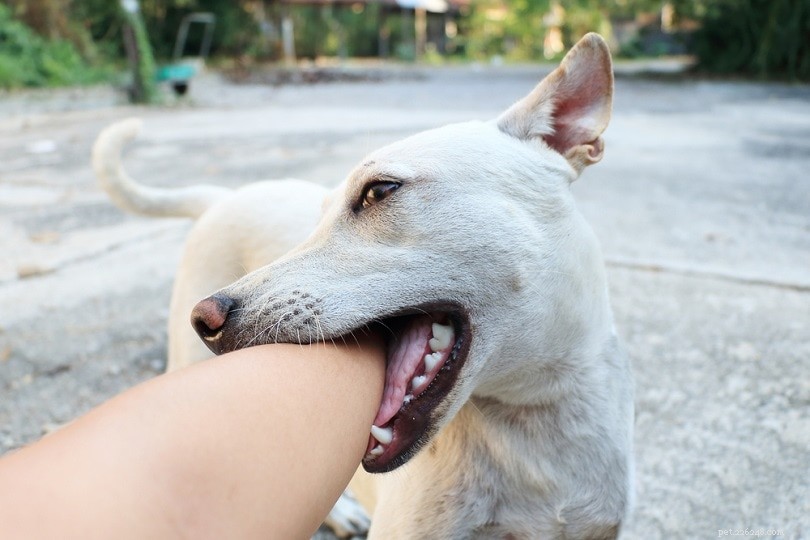 2022 Dog Bite Trends: 20 Key Statistics on Incidents, Breeds, and Fatalities