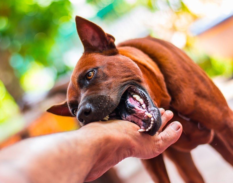 2022 Dog Bite Trends: 20 Key Statistics on Incidents, Breeds, and Fatalities