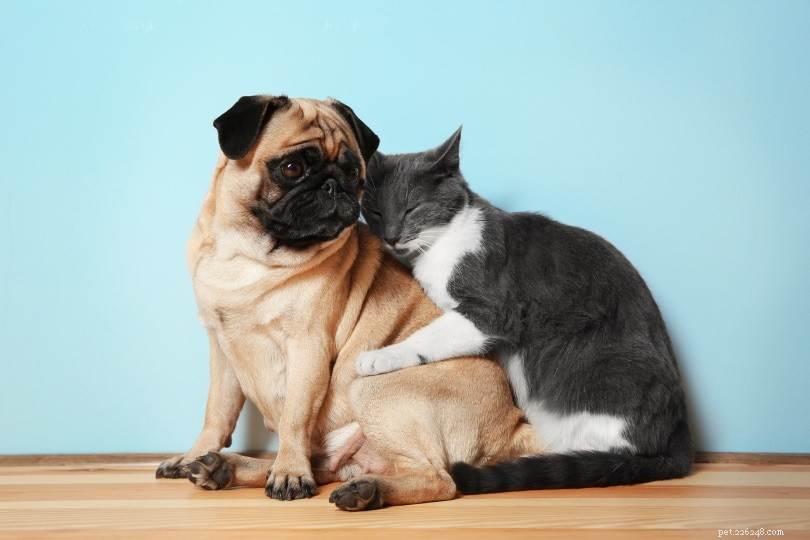 UK 2022 Pet Neutering Data: How Many Dogs and Cats Are Spayed or Neutered