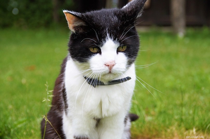 UK 2022 Pet Neutering Data: How Many Dogs and Cats Are Spayed or Neutered