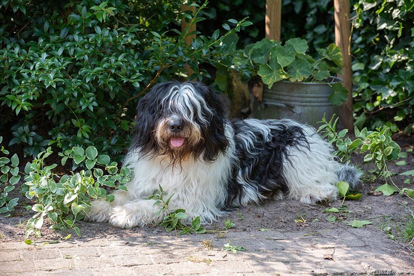 UK 2022 Pet Neutering Data: How Many Dogs and Cats Are Spayed or Neutered