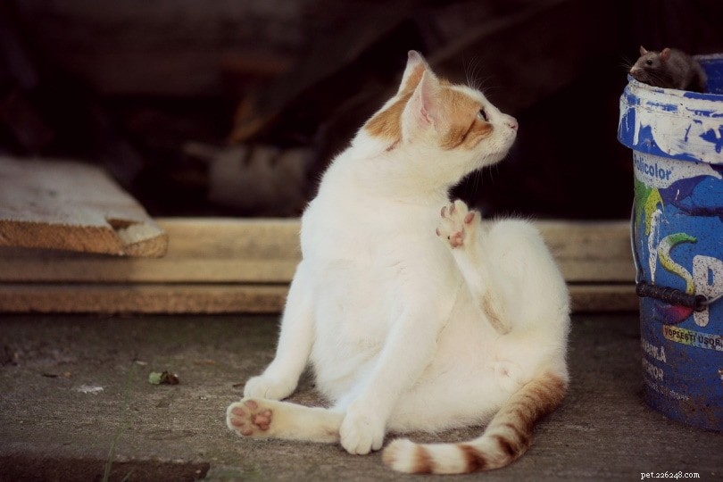 UK 2022 Pet Neutering Data: How Many Dogs and Cats Are Spayed or Neutered