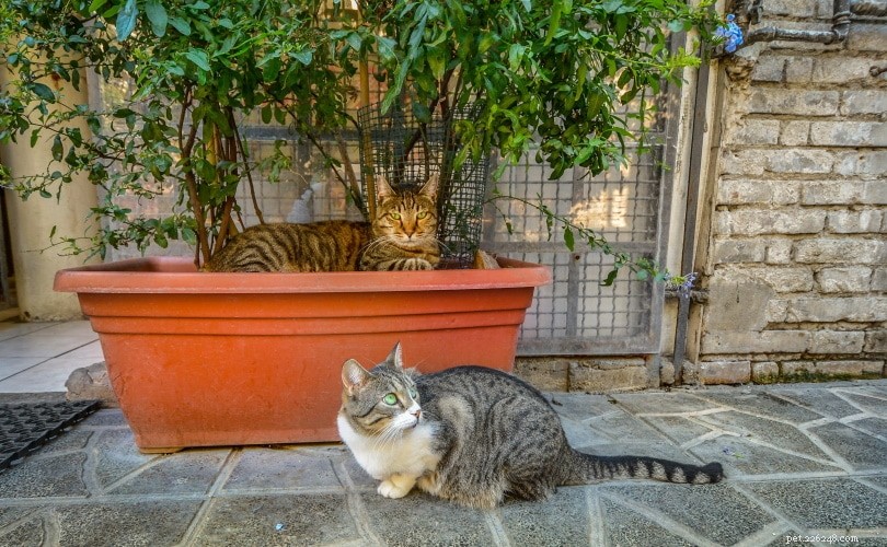 UK 2022 Pet Neutering Data: How Many Dogs and Cats Are Spayed or Neutered
