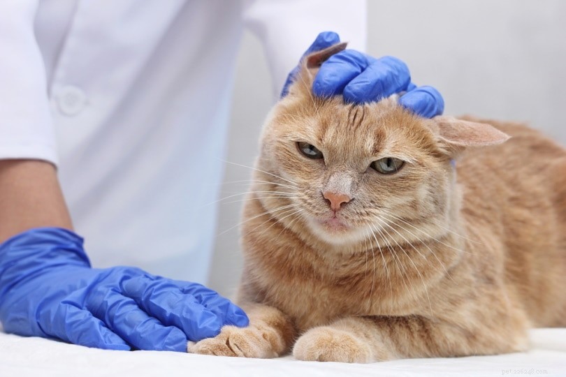 UK 2022 Pet Neutering Data: How Many Dogs and Cats Are Spayed or Neutered