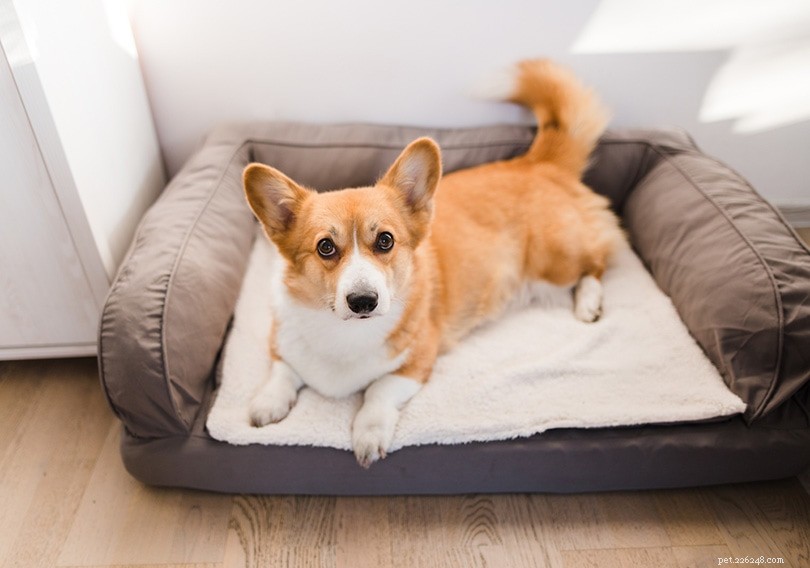 PetSmart Dog Adoption: Prices, Availability, and How to Adopt