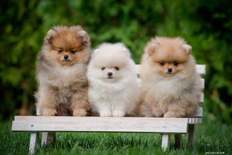 PetSmart Dog Adoption: Prices, Availability, and How to Adopt