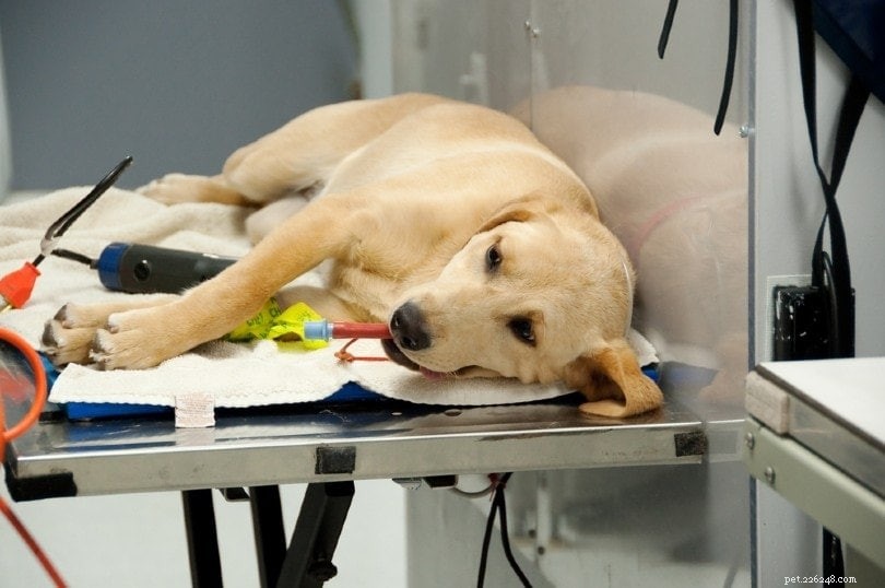 Spay or Neuter Your Dog at PetSmart: Transparent Pricing & What to Expect