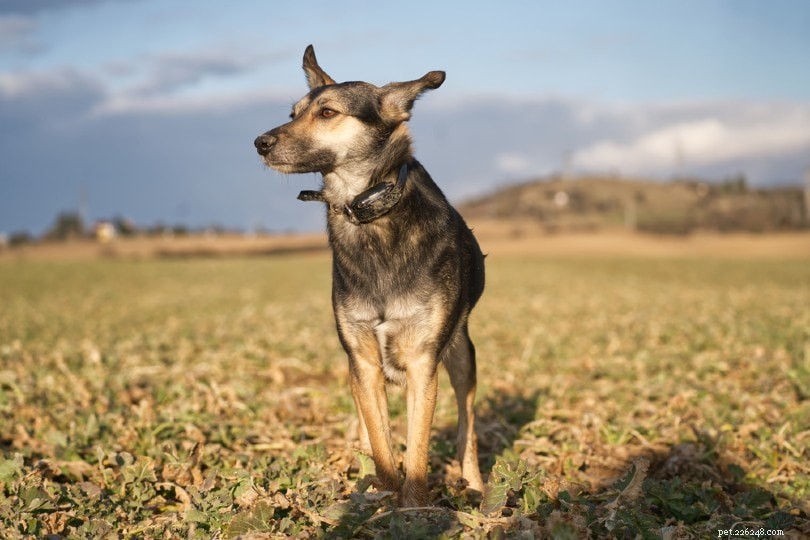 2021 Top 5 Electric Invisible Fences for Dogs – Trusted Reviews