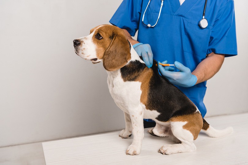 PetSmart Microchip Pricing: What You Need to Know