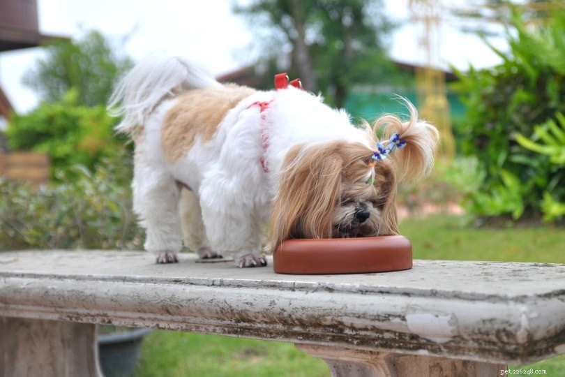 Top 11 Canned & Wet Dog Foods to Soothe Sensitive Stomachs - 2022 Review