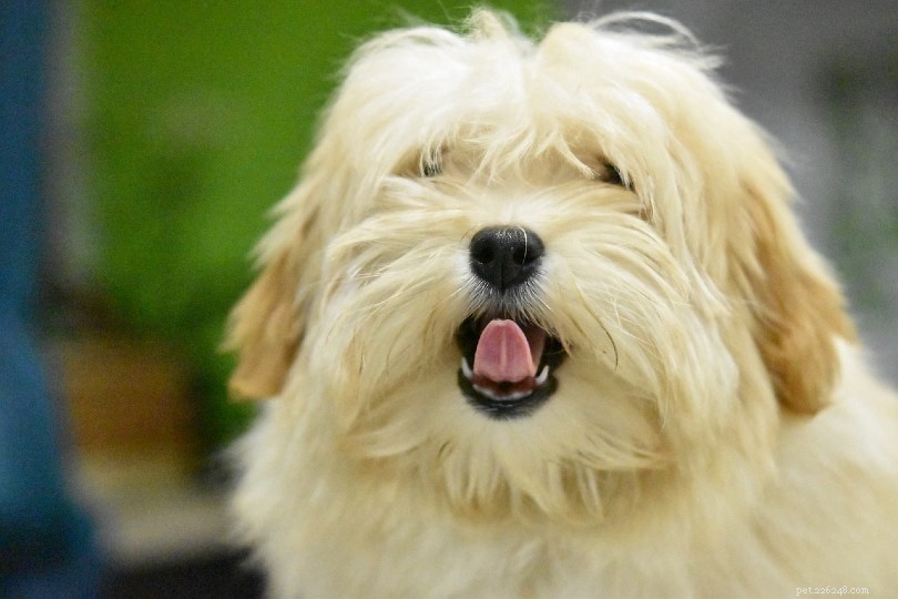 Understanding Excessive Lip Licking in Dogs: Vet Insights & Health Tips