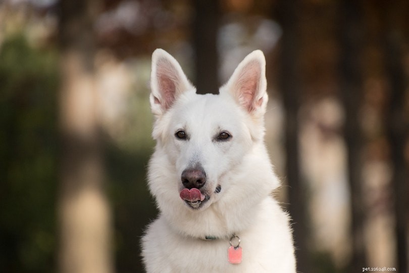 Understanding Excessive Lip Licking in Dogs: Vet Insights & Health Tips