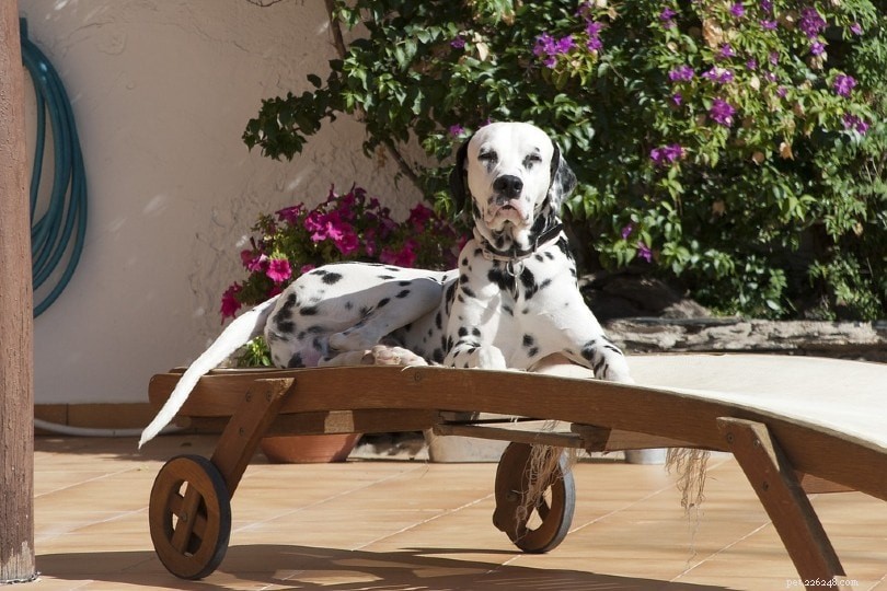 Why Dogs Love Sunbathing: A Vet’s Insight