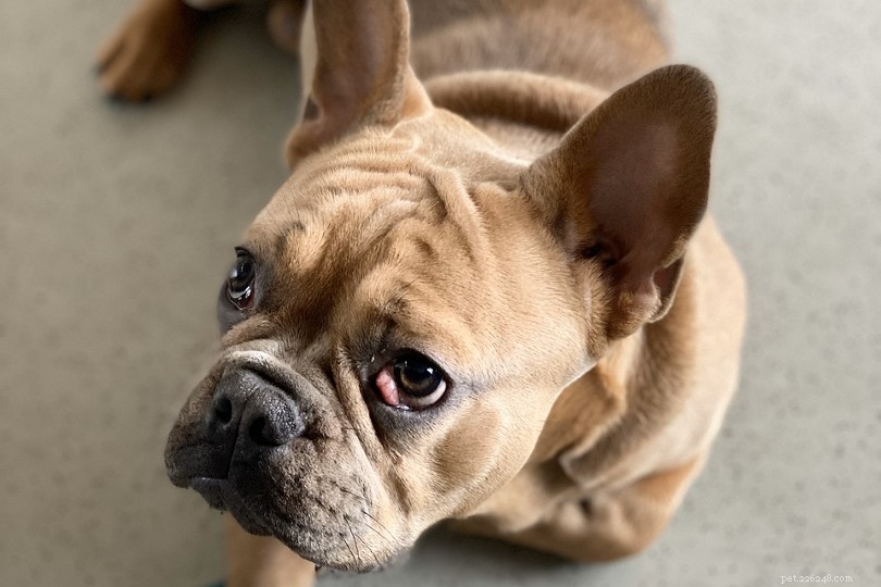 What Causes Red Eyes in Dogs? 13 Vet-Approved Reasons & Solutions