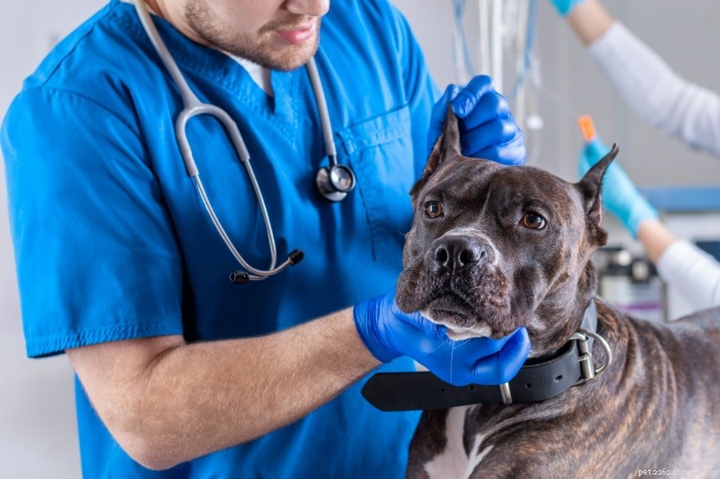 Why Does My Dog Still Smell Bad After a Bath? Vet Explains Possible Causes