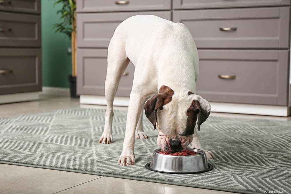 PetSmart’s In‑Store Policy: Are Dogs and Other Pets Welcome?