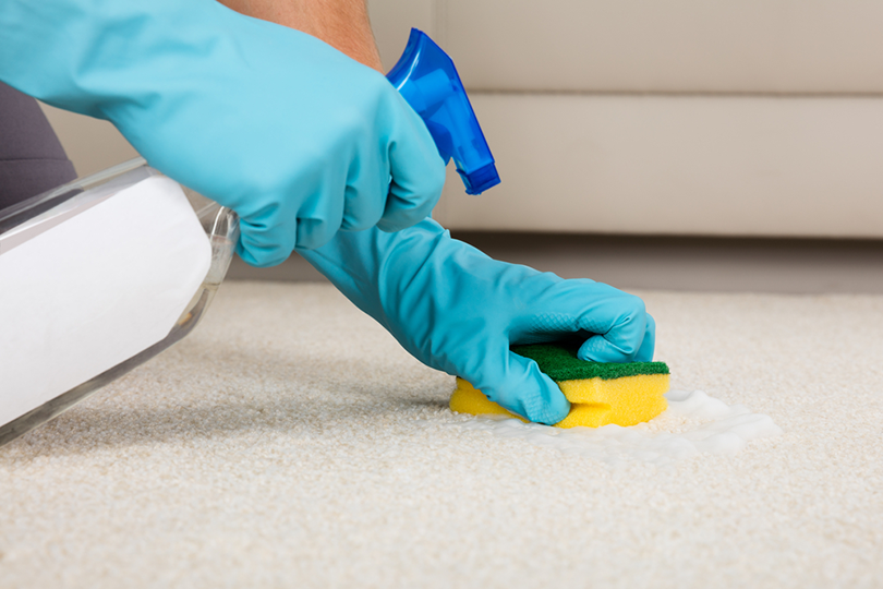How to Remove Dog Pee Odors from Carpets & Rugs: A Trusted Guide
