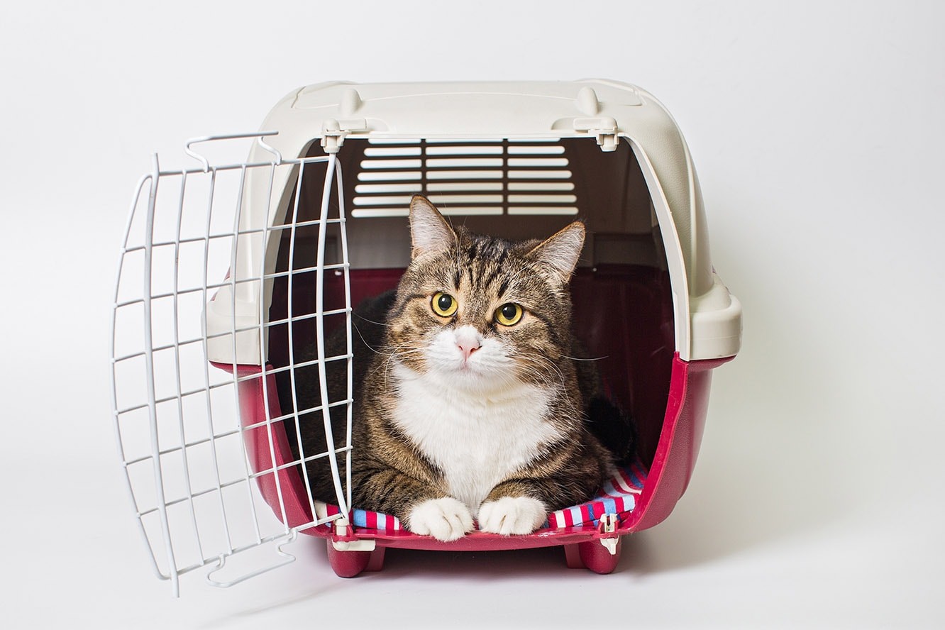 10 Proven Ways to Calm Your Cat in a Carrier
