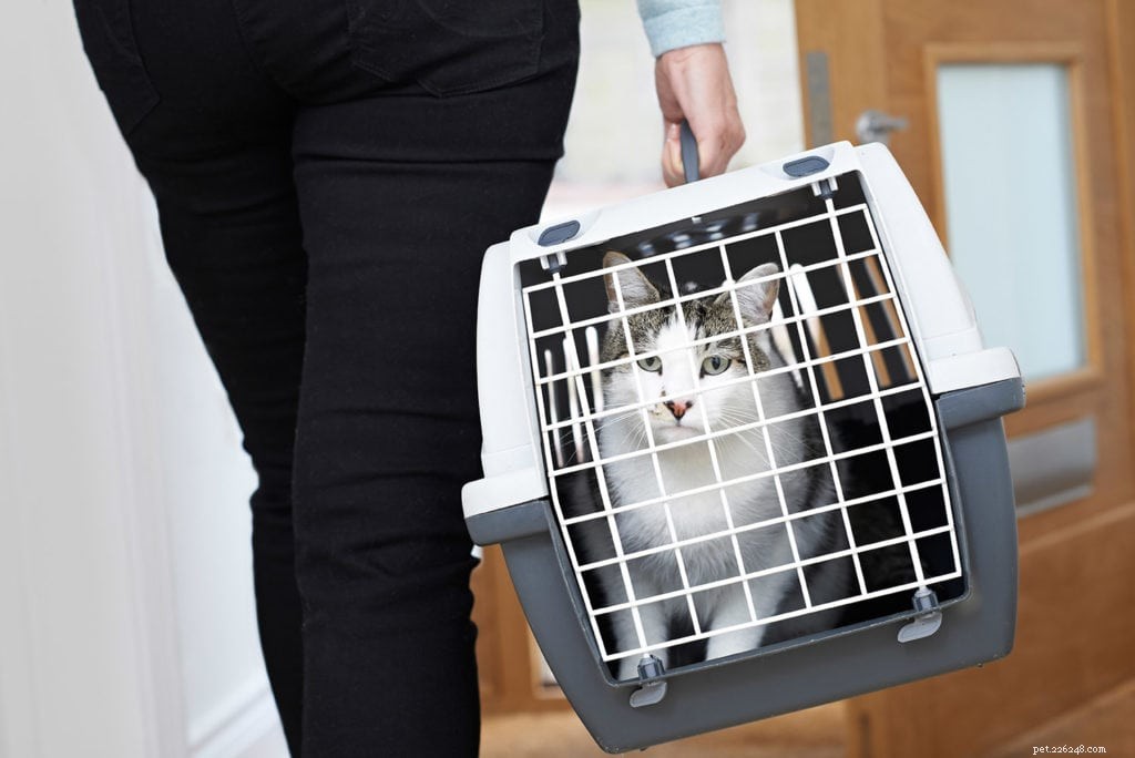 10 Proven Ways to Calm Your Cat in a Carrier