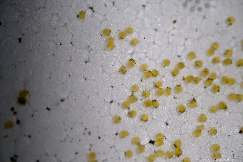 Goldfish Eggs 2022: Expert Guide to Identification, Hatching & Care