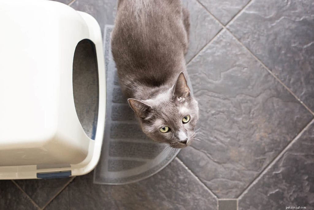 Choosing the Ideal Spot for Your Cat s Litter Box: Expert Dos and Don ts