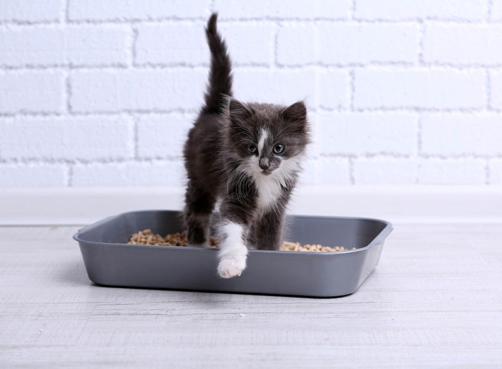 Choosing the Ideal Spot for Your Cat s Litter Box: Expert Dos and Don ts