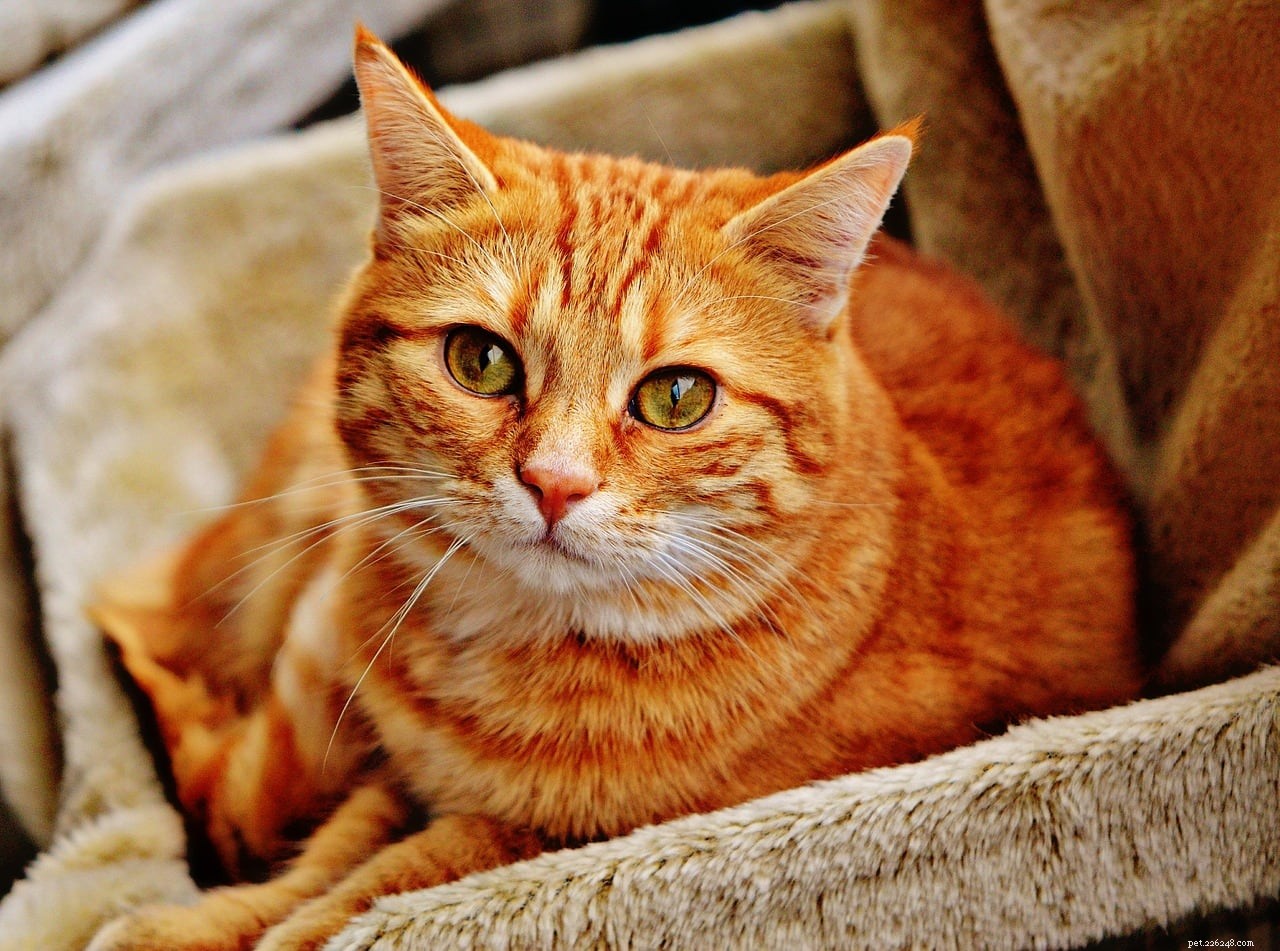 Accurately Determine Your Cat’s Age: 4 Proven Methods