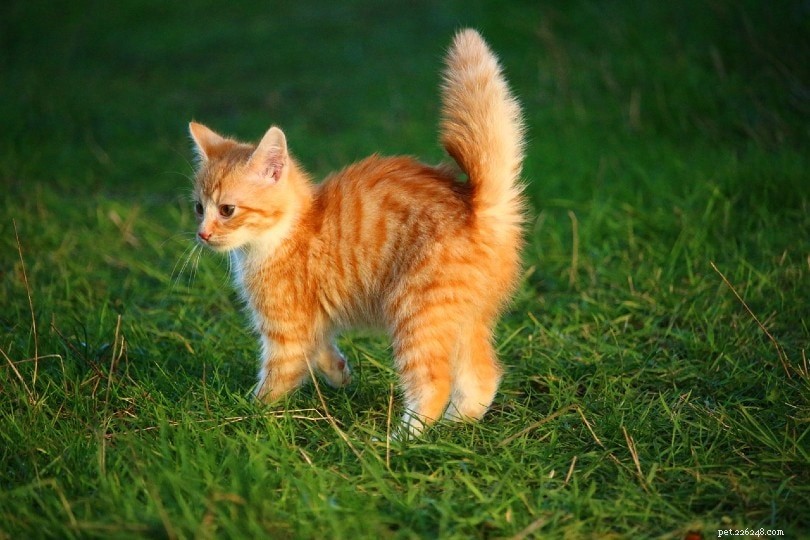 Accurately Determine Your Cat’s Age: 4 Proven Methods