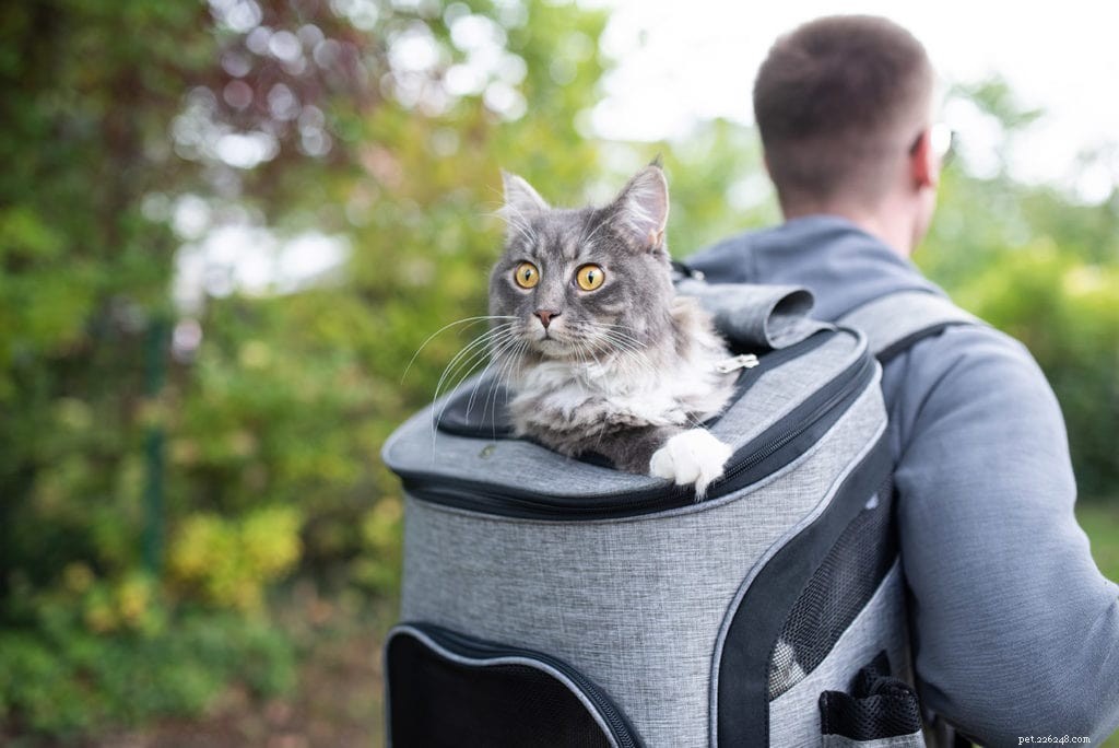 Choosing the Right Cat Carrier: Soft vs. Hard – Which Is Best for You and Your Feline?