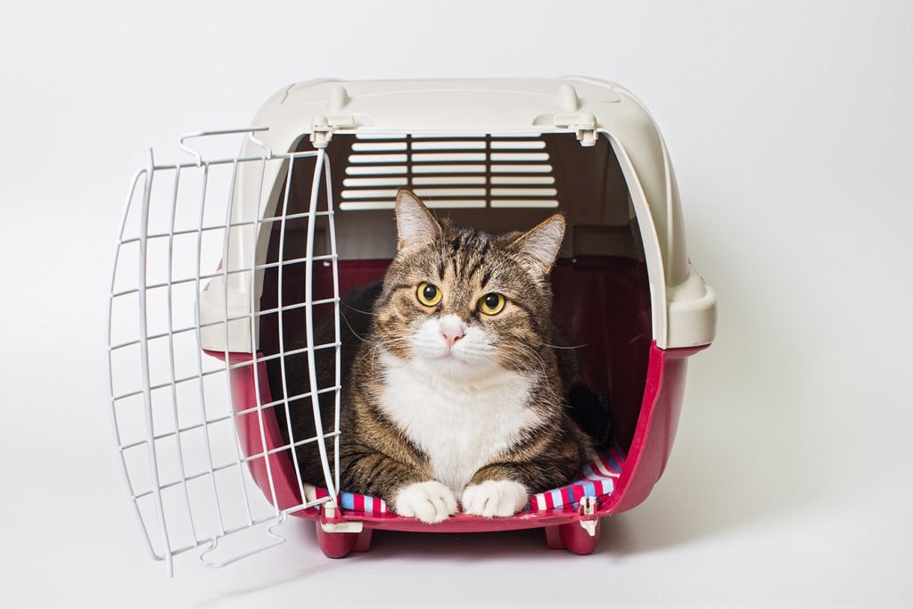 Choosing the Right Cat Carrier: Soft vs. Hard – Which Is Best for You and Your Feline?