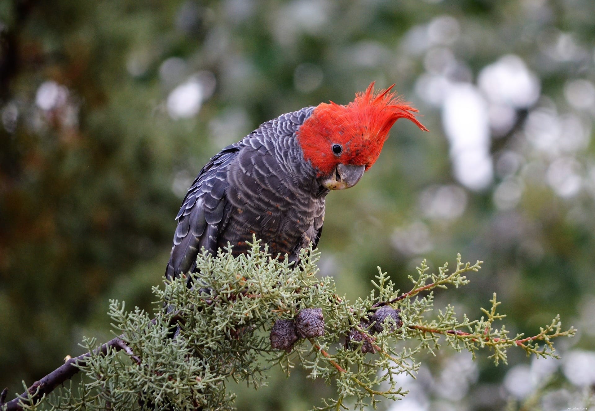 Decoding Avian Communication: How Birds Talk to One Another