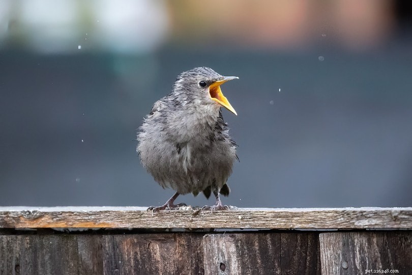 Decoding Avian Communication: How Birds Talk to One Another