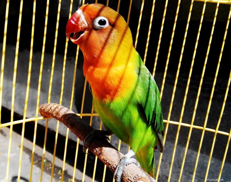 Decoding Avian Communication: How Birds Talk to One Another