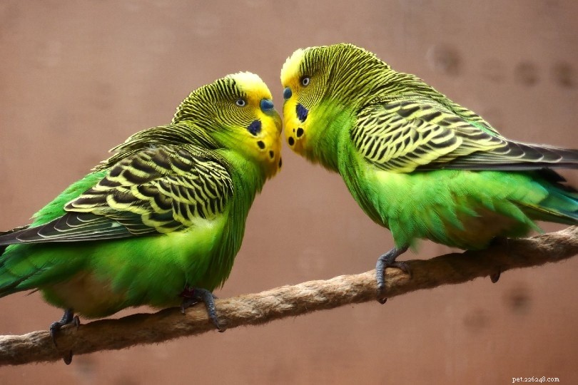 Decoding Avian Communication: How Birds Talk to One Another